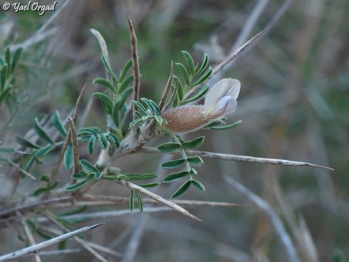 Astragalus spinosus