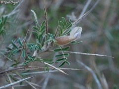 Astragalus spinosus