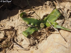 Bellevalia desertorum