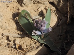 Bellevalia desertorum