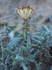 Centaurea aegyptiaca