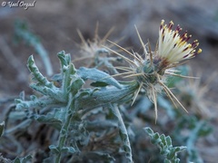 Centaurea aegyptiaca