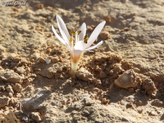 Colchicum tuviae