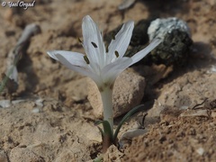 Colchicum tuviae