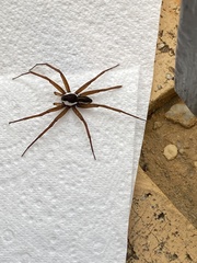 Dolomedes instabilis