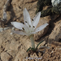 Colchicum tuviae