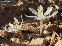 Colchicum tuviae