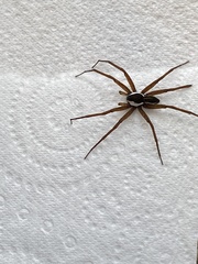 Dolomedes instabilis