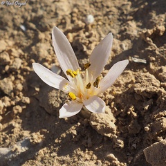 Colchicum tuviae