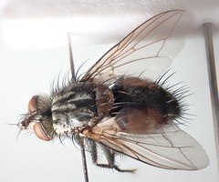 Linnaemya picta