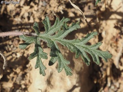 Erodium crassifolium