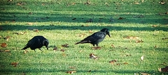 Corvus corone