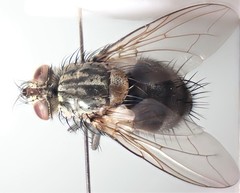 Linnaemya picta