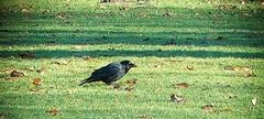 Corvus corone