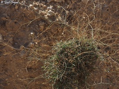 Gypsophila capillaris