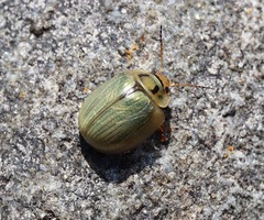 Paropsisterna bimaculata