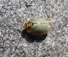 Paropsisterna bimaculata