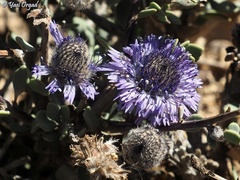 Globularia arabica