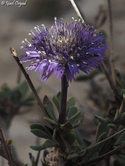 Globularia arabica