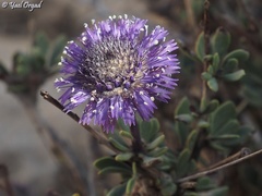 Globularia arabica