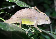 Rieppeleon brevicaudatus