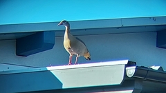 Alopochen aegyptiaca