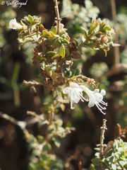 Origanum dayi