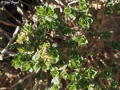 Origanum dayi
