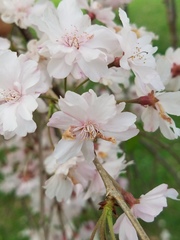 Prunus pendula