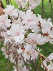 Prunus pendula