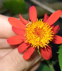 Pseudogynoxys benthamii