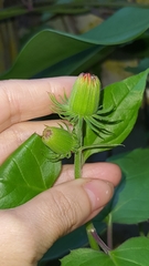 Pseudogynoxys benthamii