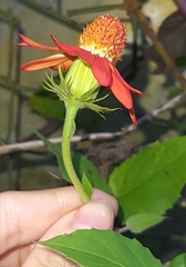 Pseudogynoxys benthamii