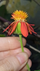 Pseudogynoxys benthamii