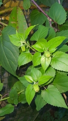 Pseudogynoxys benthamii