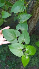 Pseudogynoxys benthamii