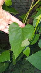 Pseudogynoxys benthamii