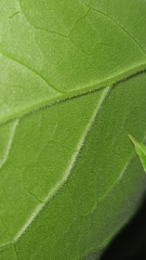 Pseudogynoxys benthamii