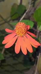 Pseudogynoxys benthamii