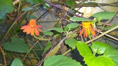 Pseudogynoxys benthamii