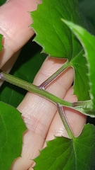 Pseudogynoxys benthamii