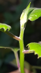 Pseudogynoxys benthamii