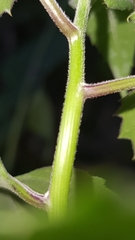 Pseudogynoxys benthamii