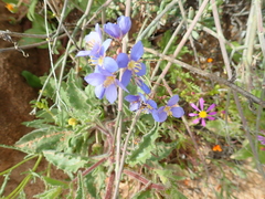 Heliophila lactea