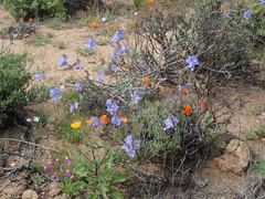 Heliophila lactea