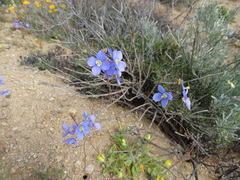 Heliophila lactea