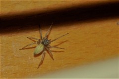 Cheiracanthium