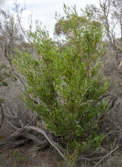 Dodonaea viscosa angustissima