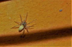 Cheiracanthium