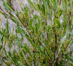 Dodonaea viscosa angustissima